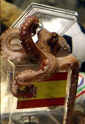 Octopus oracle Paul chooses Spain