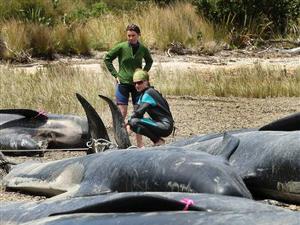 60 whales died on a beach in New Zealand
